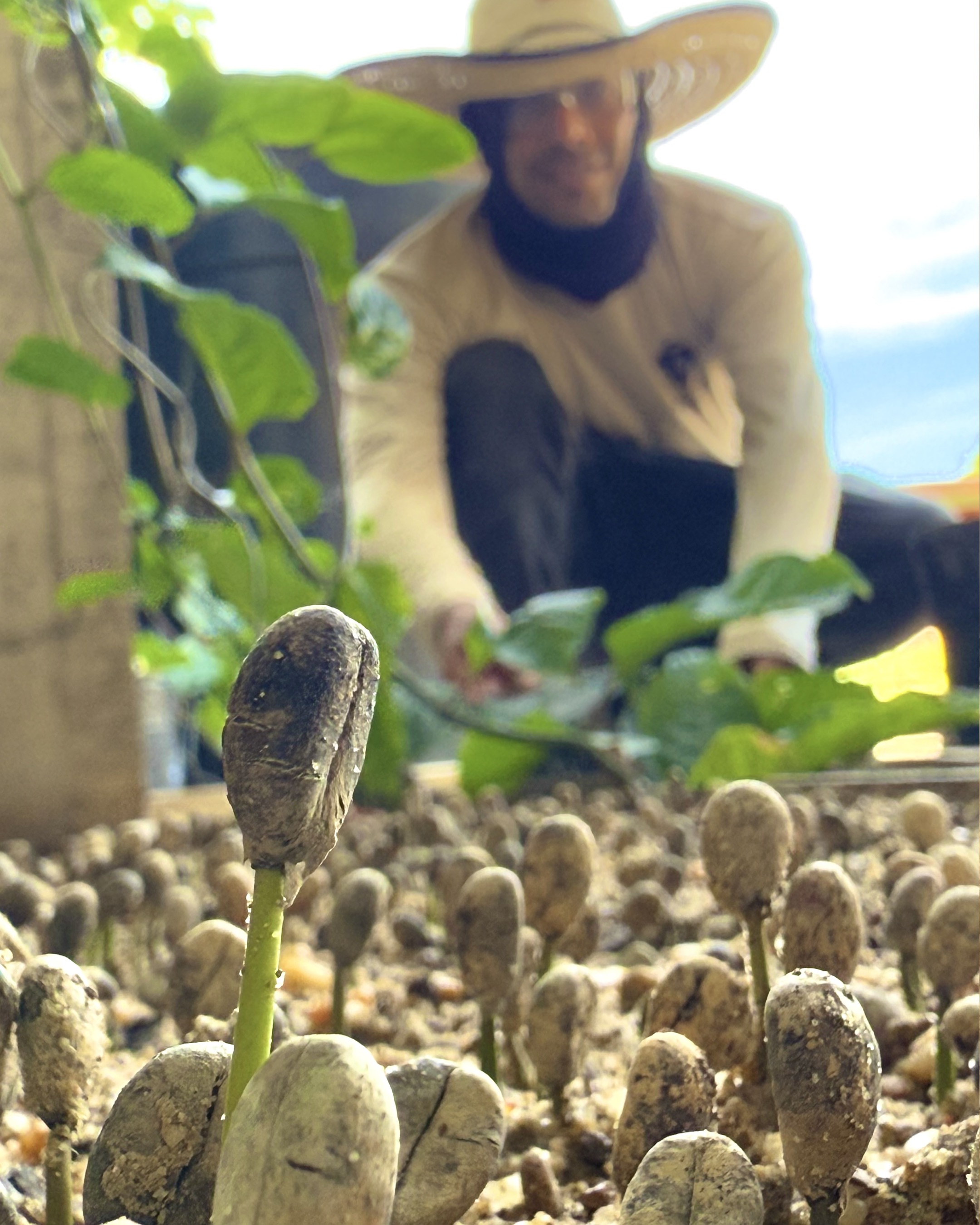 Semilla de cacao