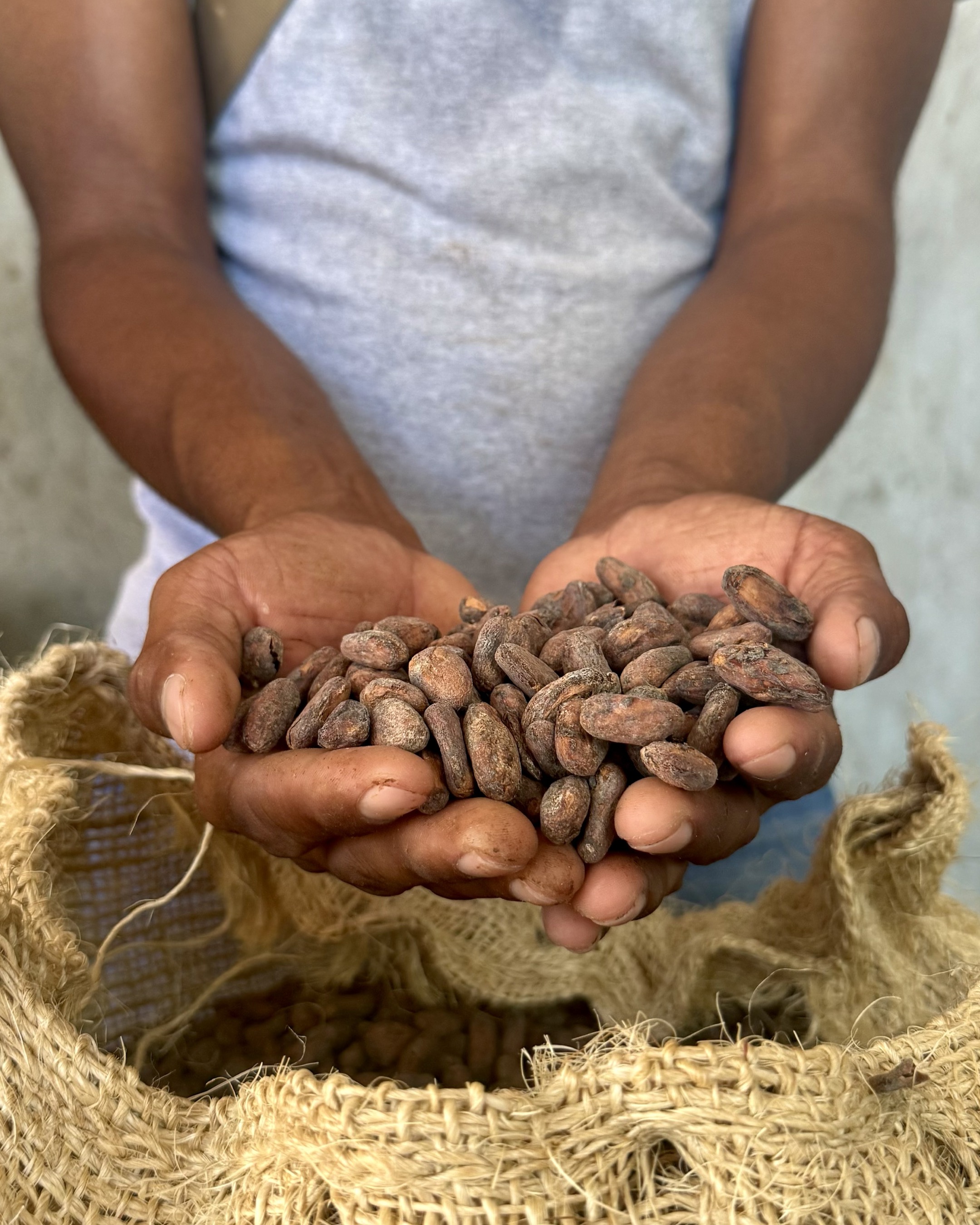 Cacao