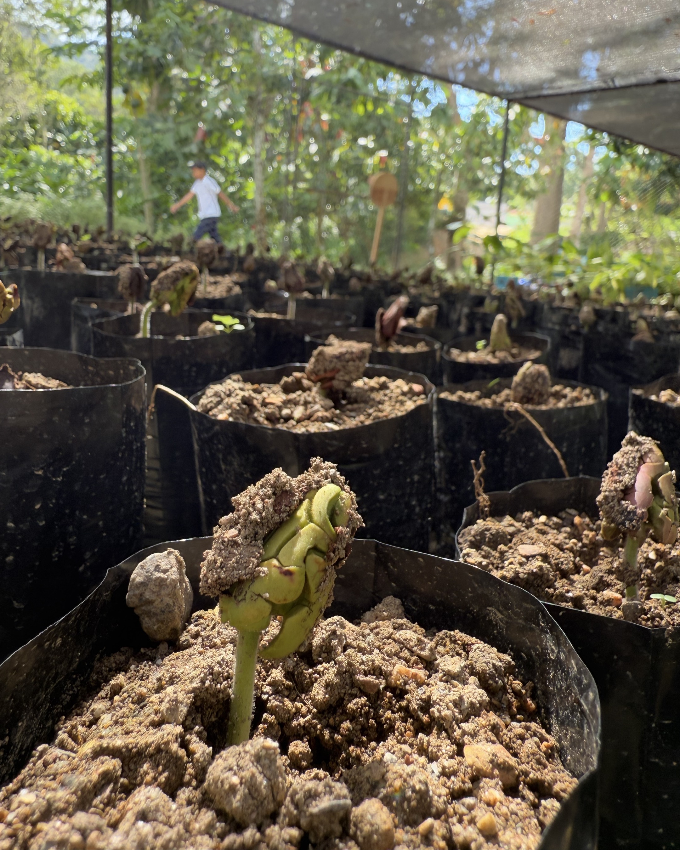 Cacao