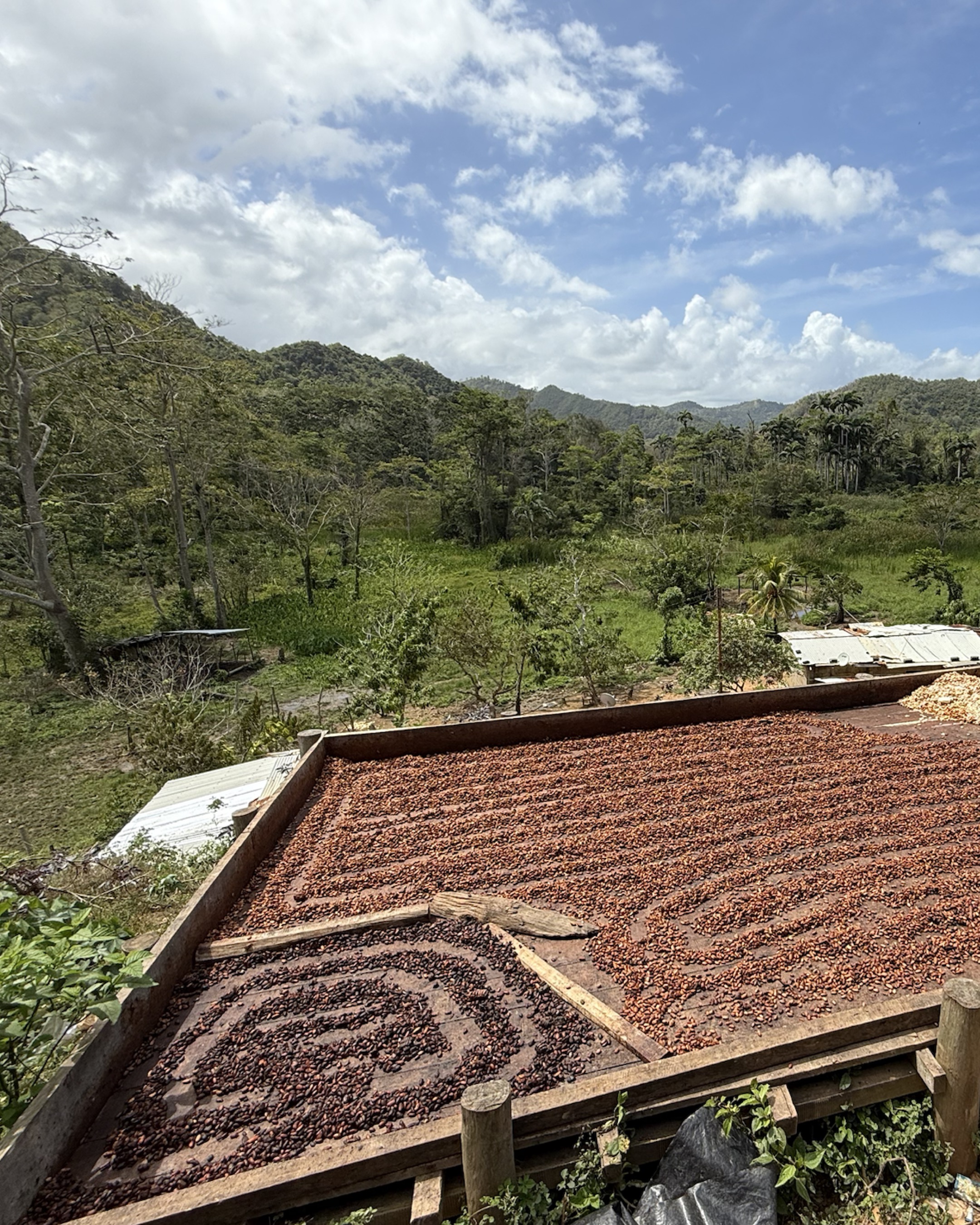 Cacao