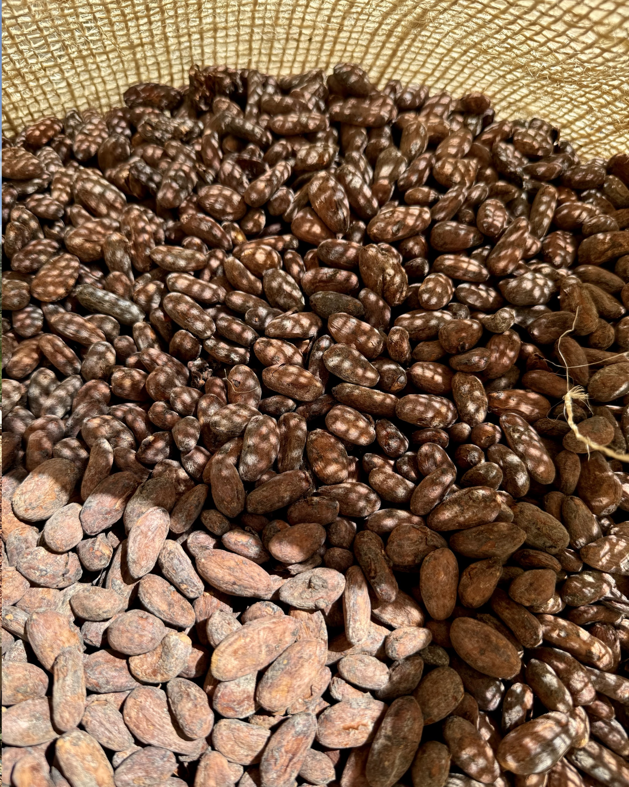 Cacao