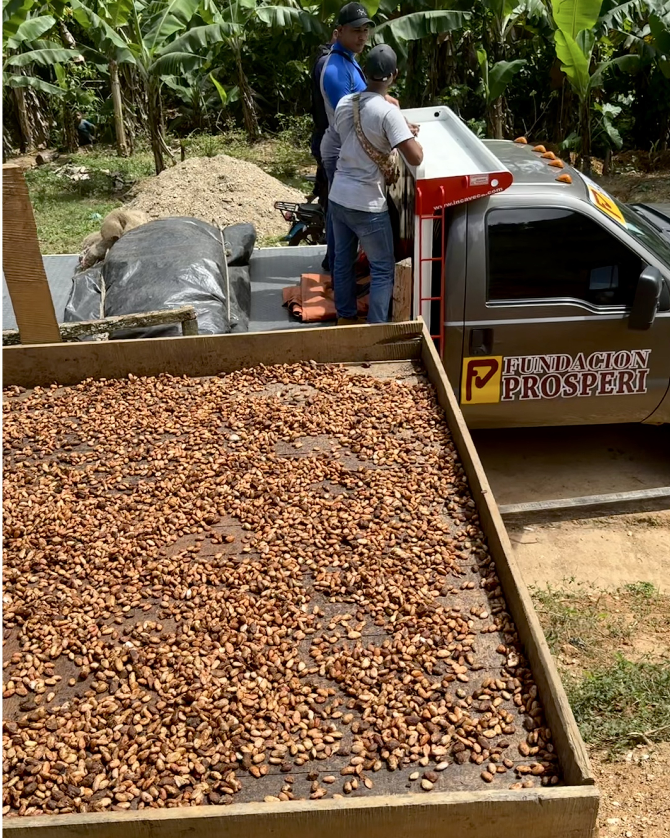 Cacao