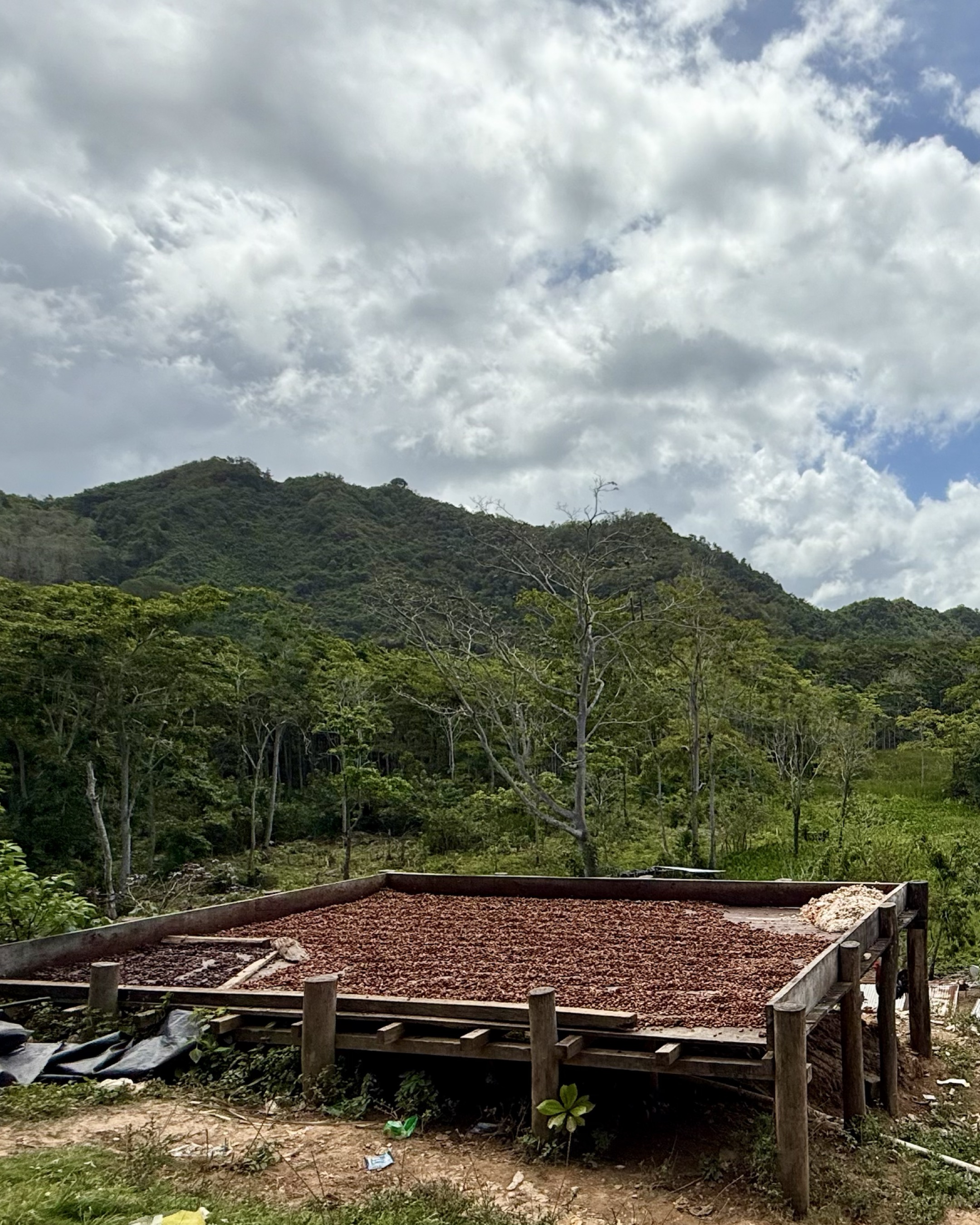 Cacao